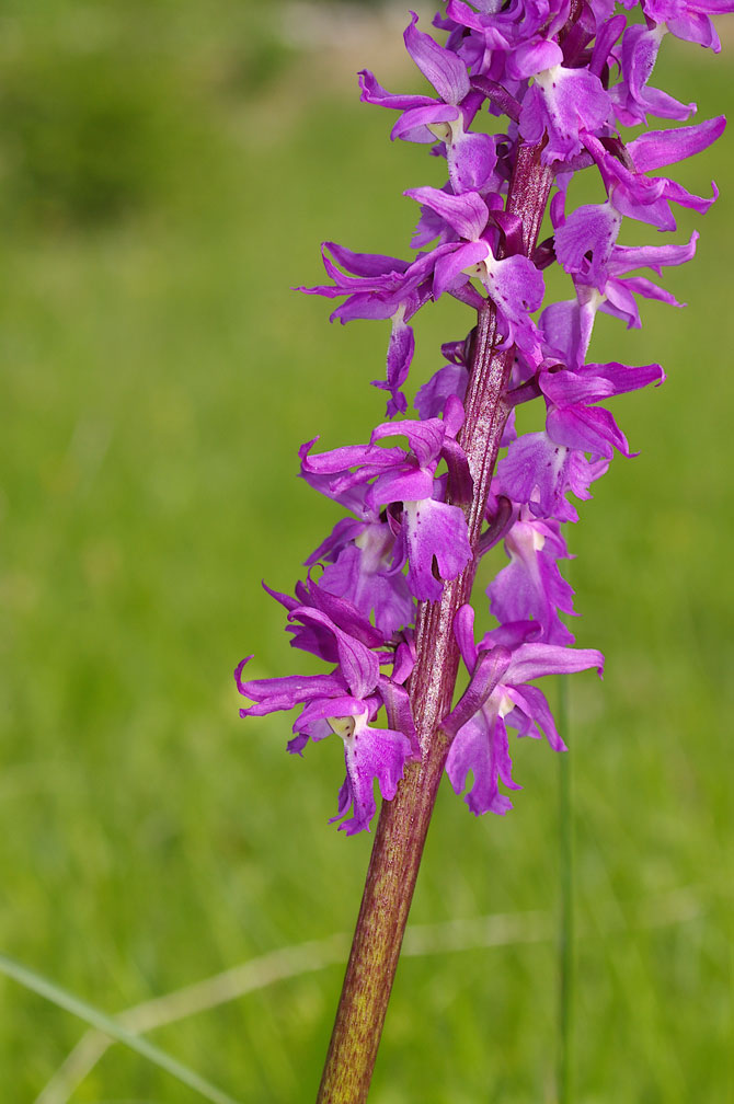 Orchis mascula